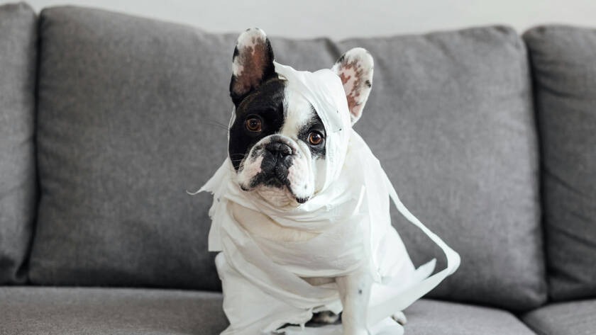 Dog wrapped in toilet paper sitting on a gray couch, illustrating a humorous take on home comfort and cleanliness.