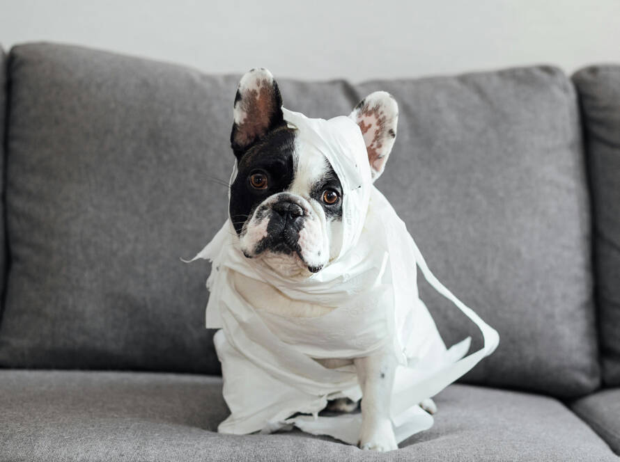 French Bulldog wrapped in toilet paper sitting on a gray couch, humorously illustrating bathroom comfort and hygiene themes related to smart toilets.